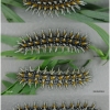 melit didyma larva6 volg